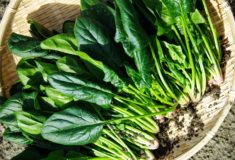 kwas foliowy witamina B9