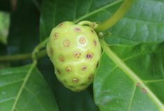 noni morwa indyjska