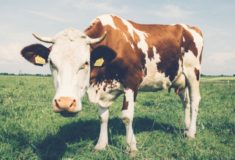 na czym polega nietolerancja laktozy