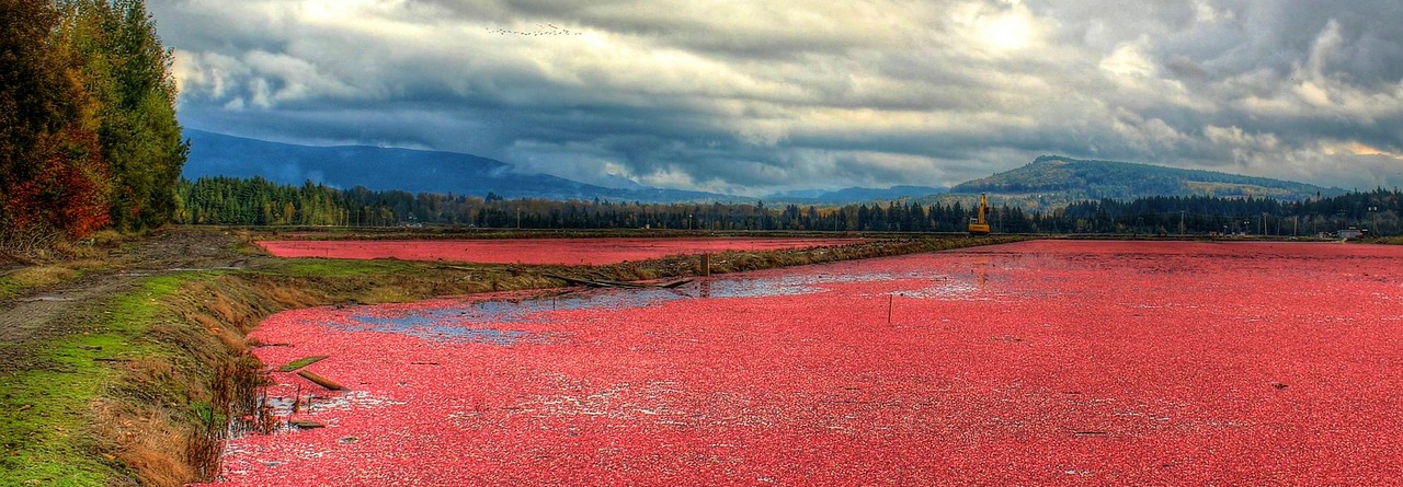 żurawina dla odporności
