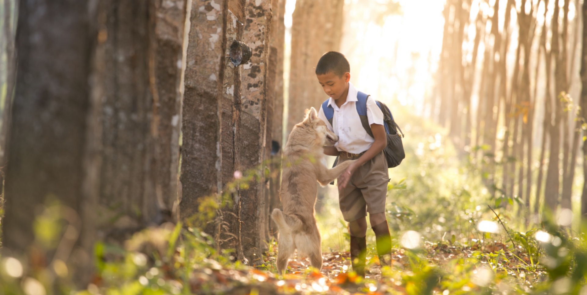 niesamowite właściwości soku z brzozy