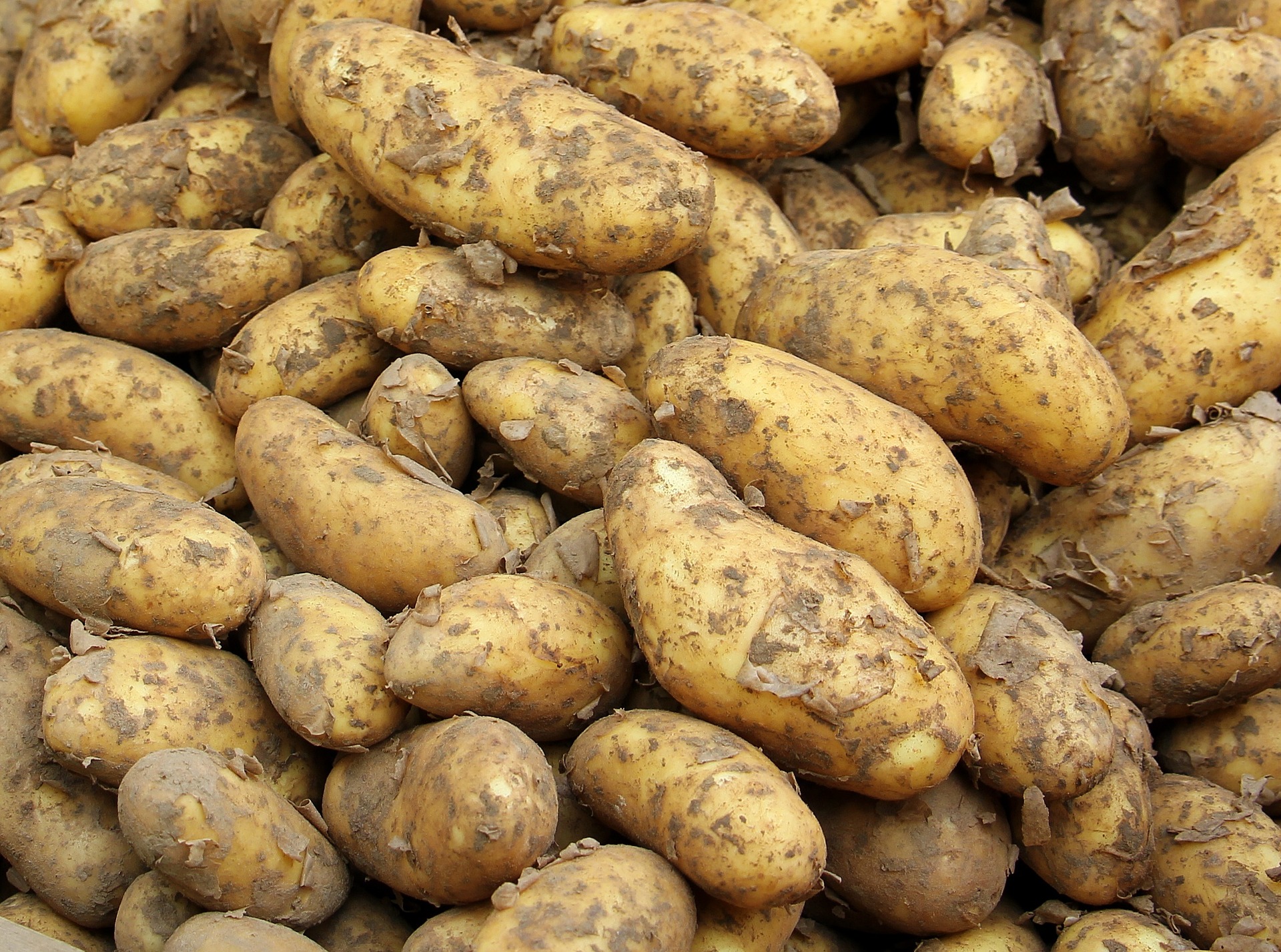 ziemniaki są obecne na europejskich stołach od lat