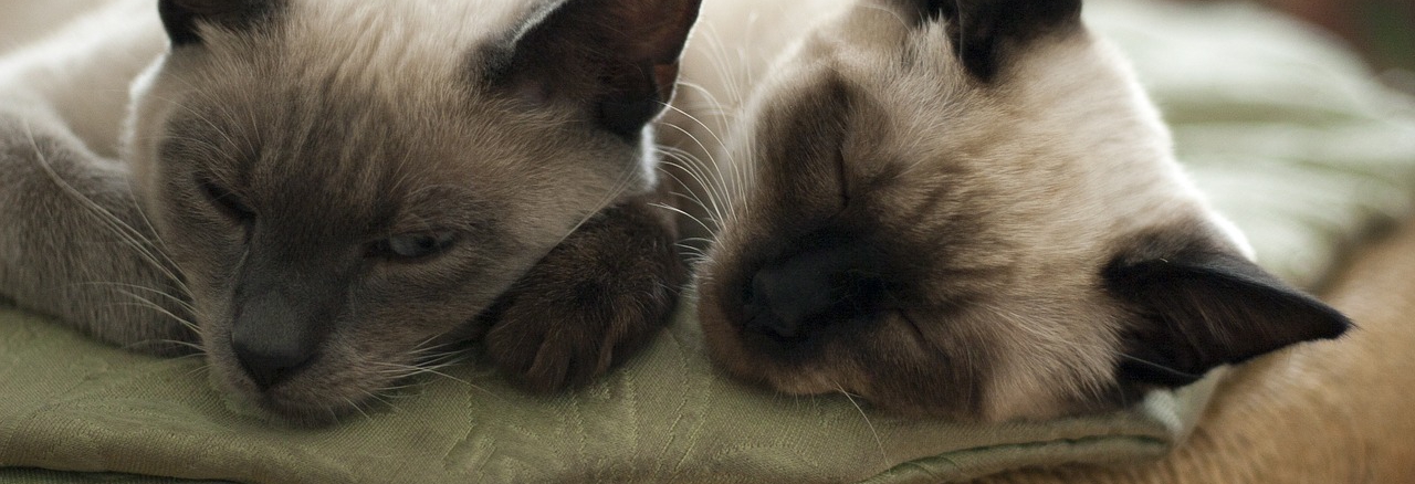 chrapanie może być objawem poważniejszych chorób