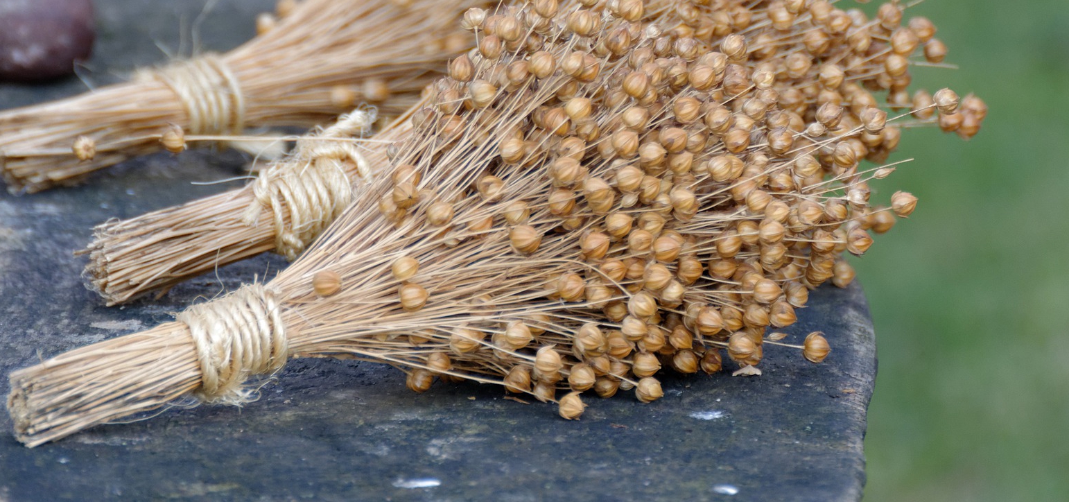 len zawiera fitoestrogeny pomagające na menopauzę