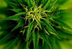 Co to jest THC i CBD i jakie mają właściwości?