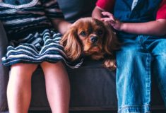 zwierzę do domu z dziećmi to nie lada wyzwanie