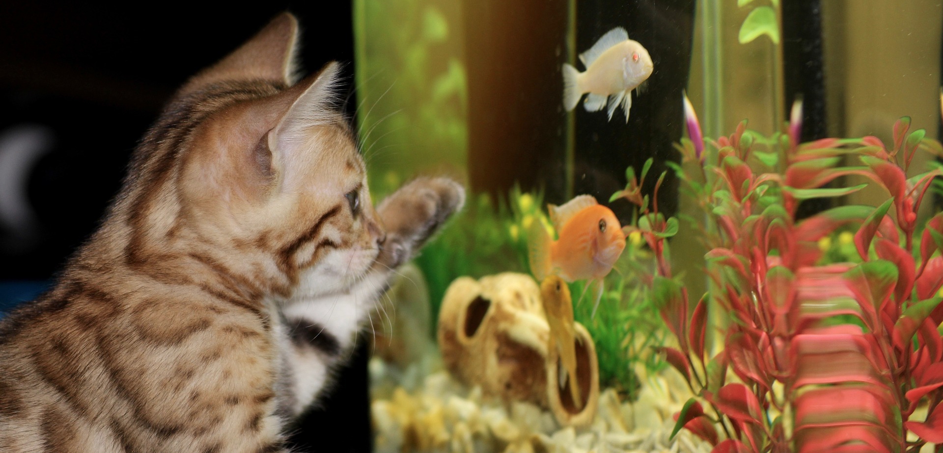 wybierz zwierzę do domu, które odpowiada całej rodzinie