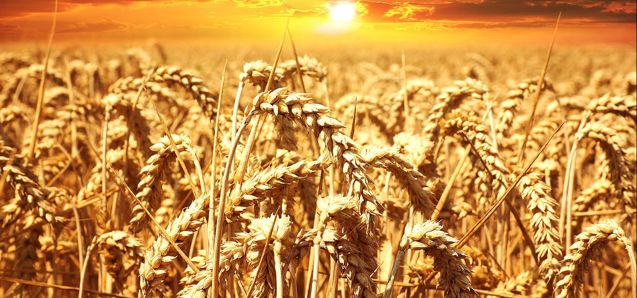 warto wiedzieć, która kasza jest najzdrowsza