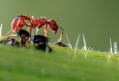 ugryzienie mrówki bywa bolesne, ale jest niegroźne