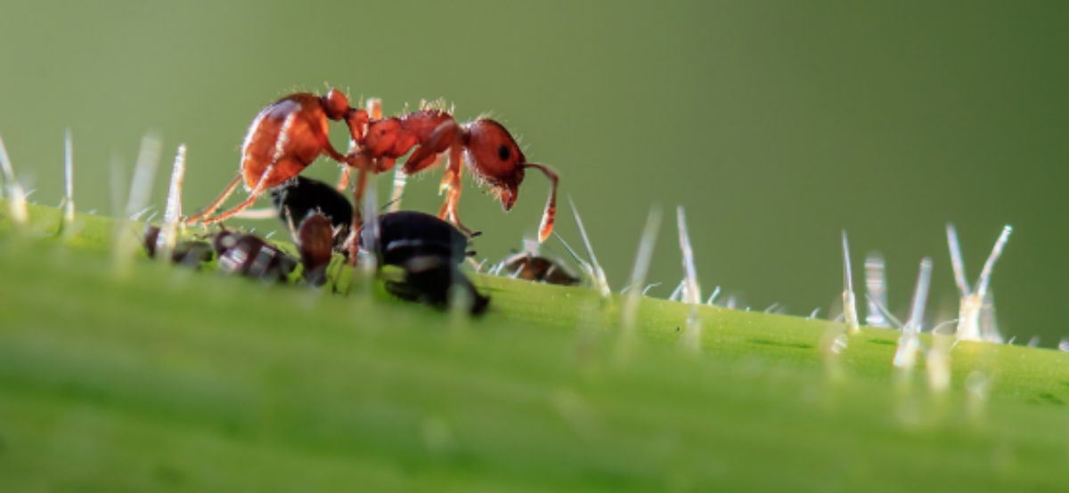 ugryzienie mrówki bywa bolesne, ale jest niegroźne