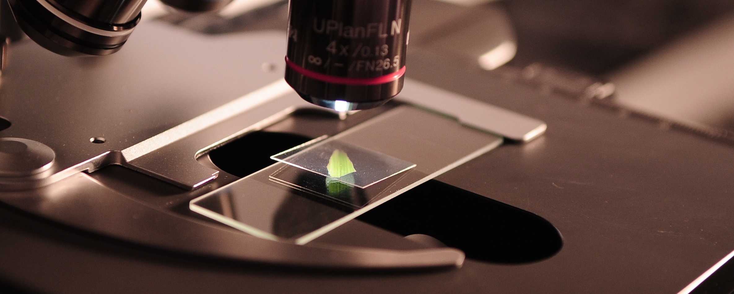 bakteria new delhi jest śmiertelnie groźna