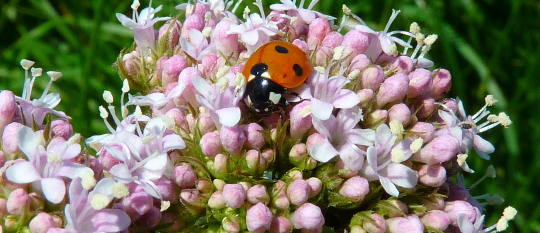 kozłek lekarski to pożyteczne zioło