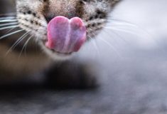 płonica - jak ją leczyć?