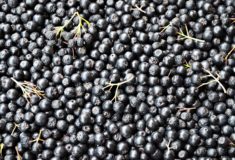 aronia