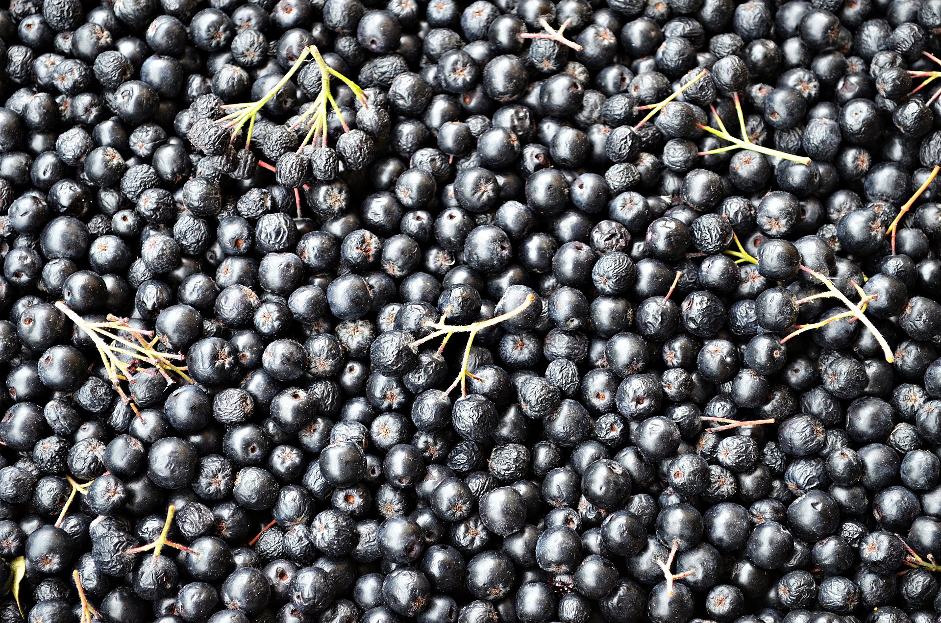 aronia