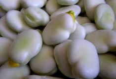 bób i jego właściwości