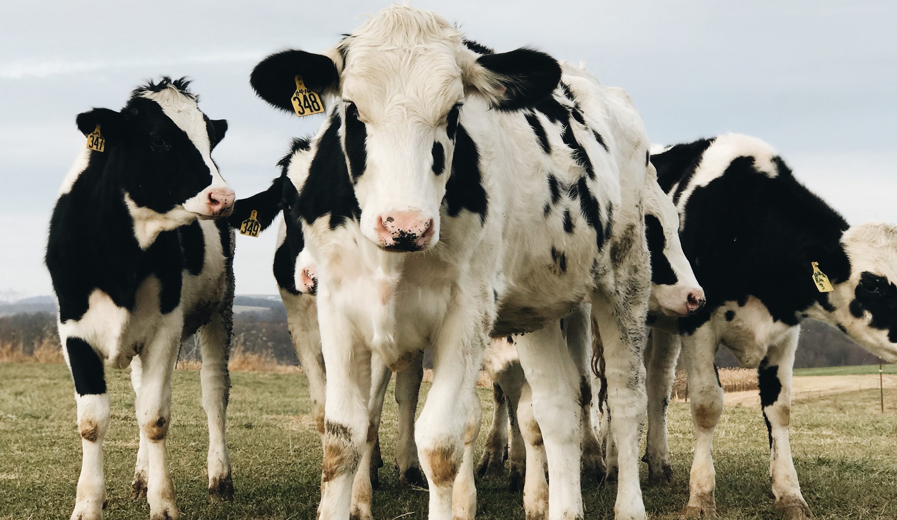 Czy dorosły człowiek powinien pić mleko
