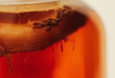 fermentująca kombucha