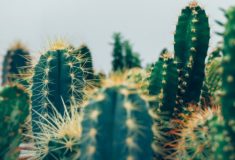 Rośliony doniczkowe dla dziecka