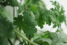 Anginka (geranium)