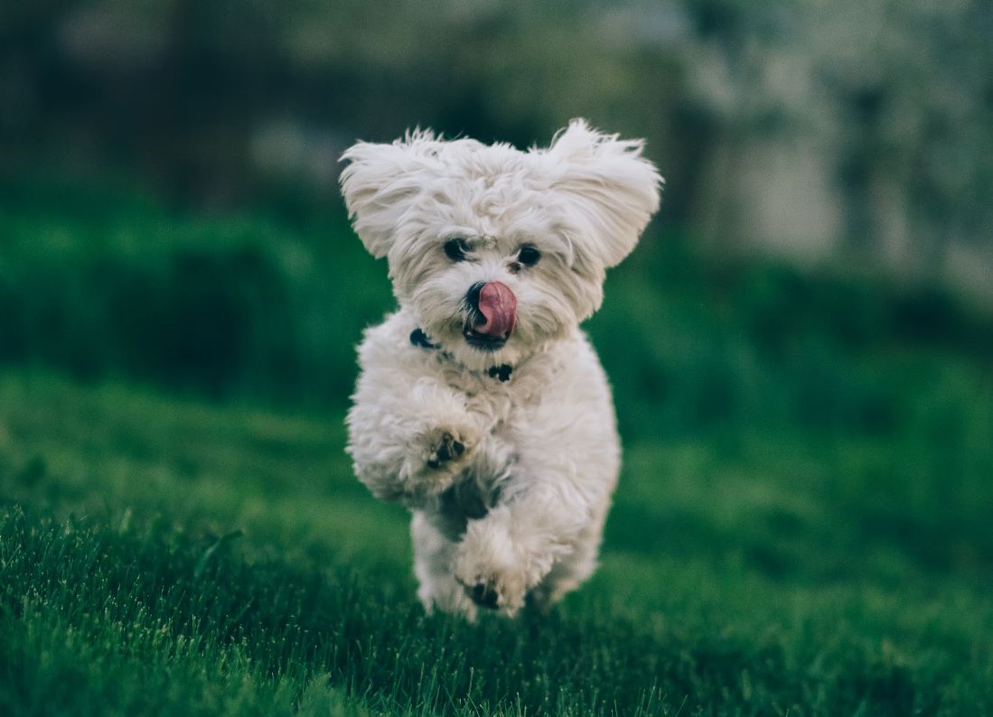 Lęk separacyjny u zwierząt
