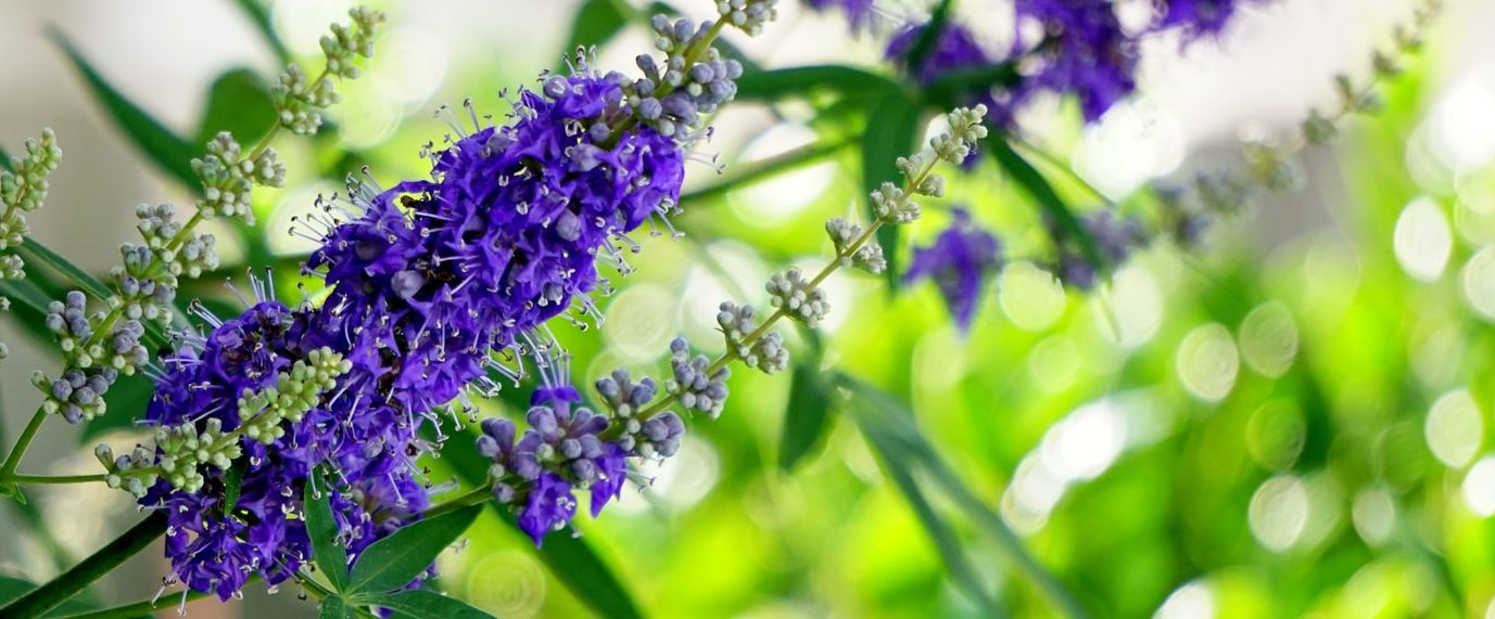 niepokalanek pospolity