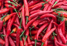 Papryczka chili - jak działa kapsaicyna