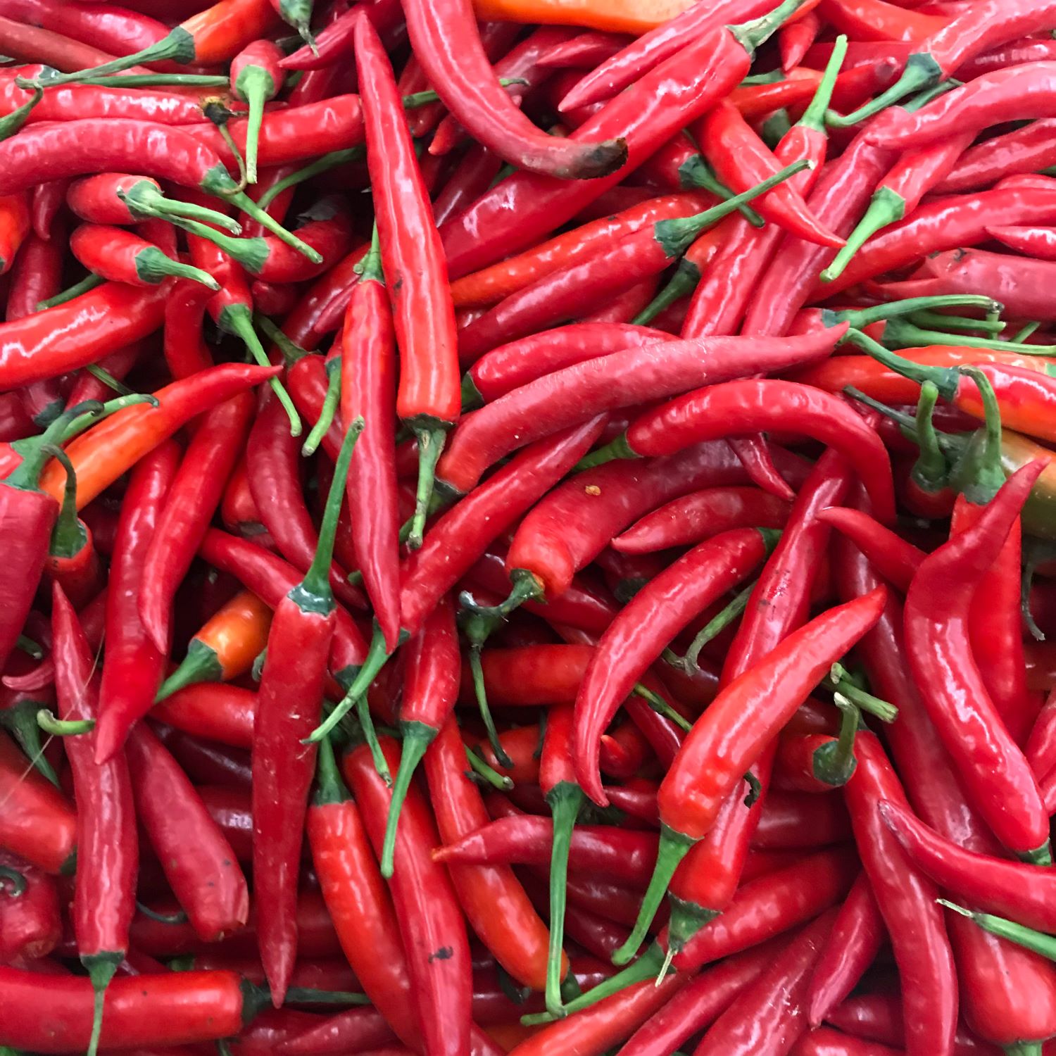Papryczka chili - jak działa kapsaicyna