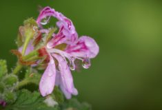 Pelargonia afrykańska