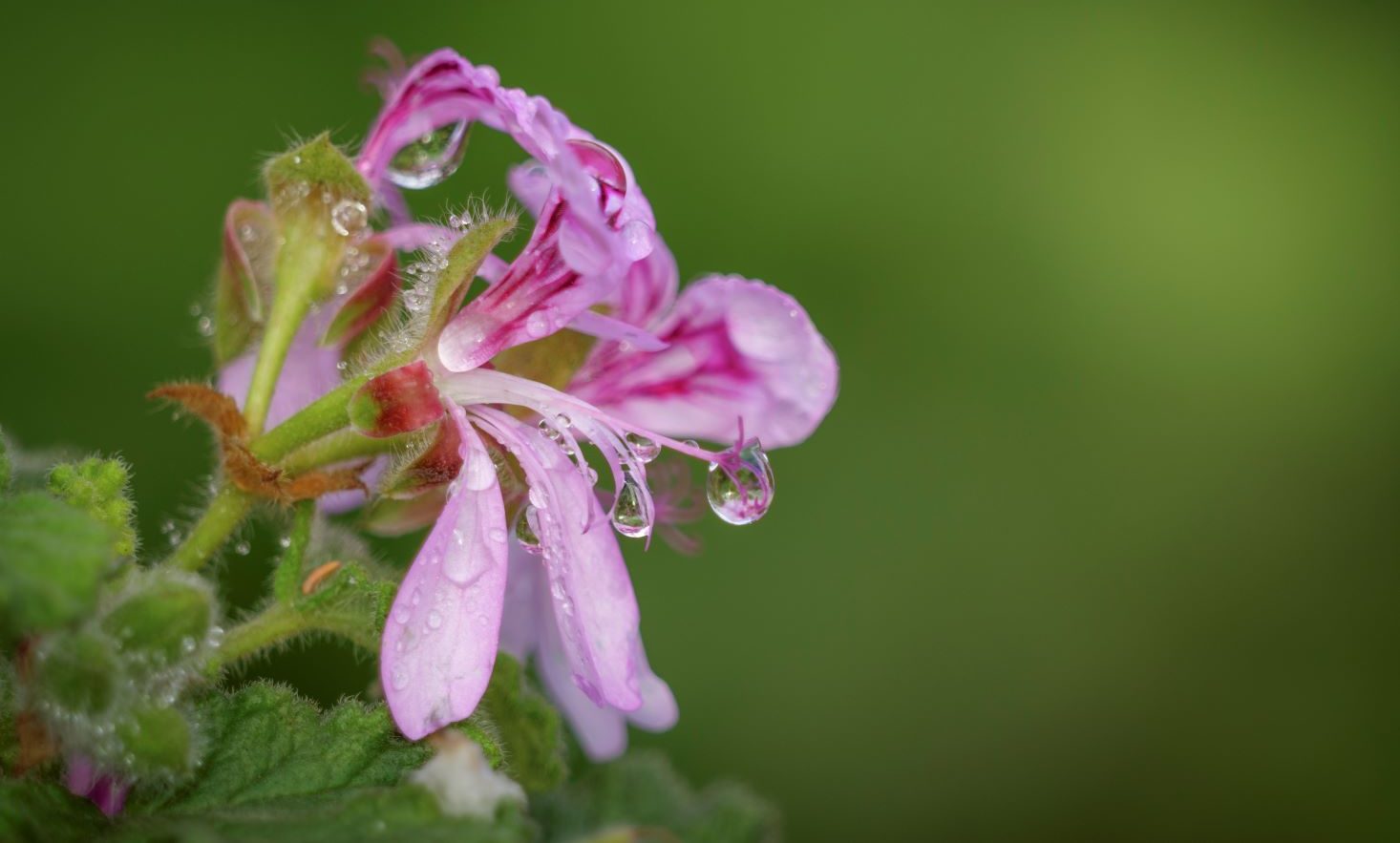 Pelargonia afrykańska