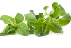 oregano