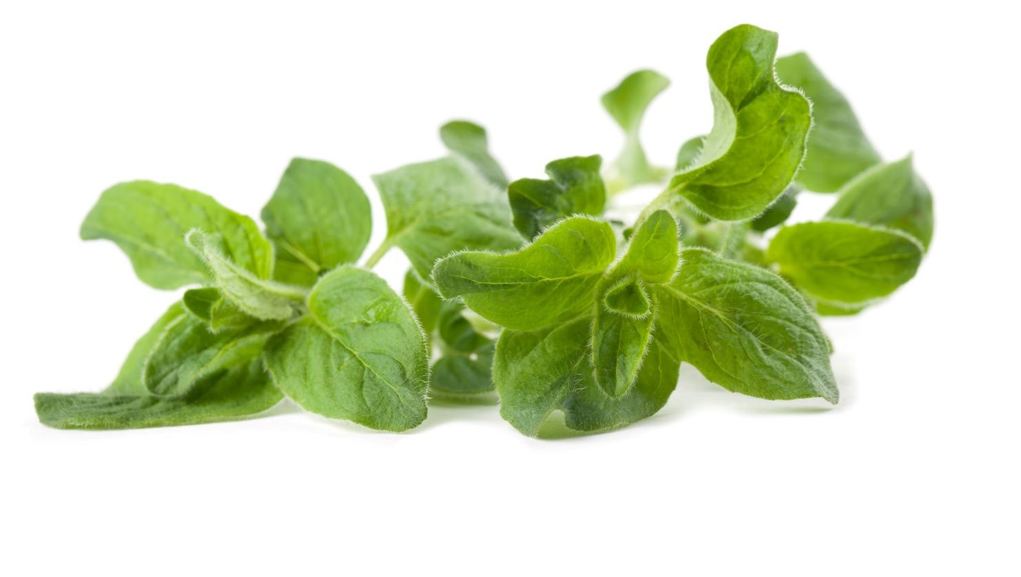 oregano